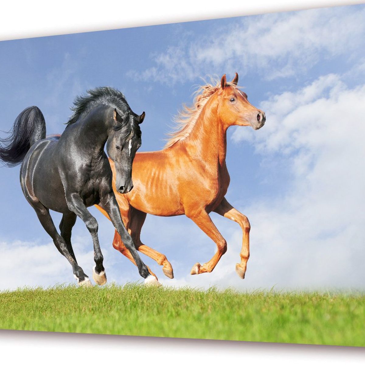 ART INDUSTRY - Cuadro 50x30cms Decorativo Caballo 4