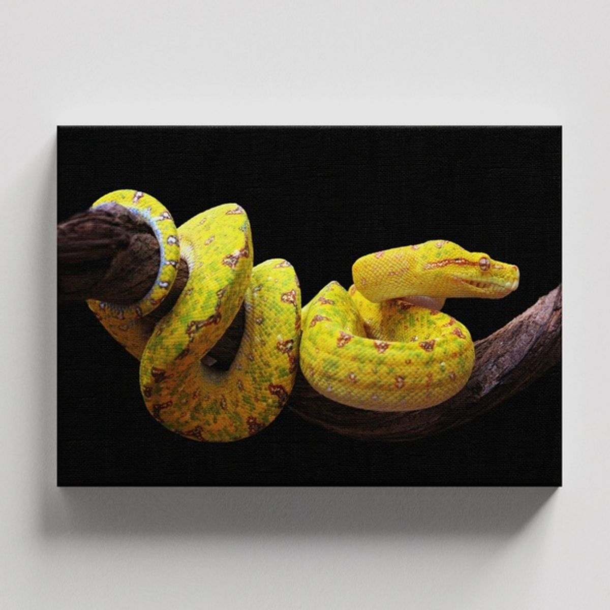 TAYRONA STORE - Cuadros Retablo Animales Serpientes 021 - 50x35cm.