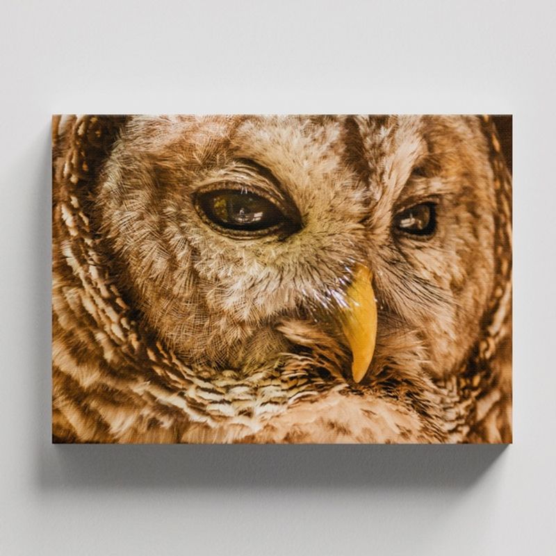 TAYRONA STORE - Cuadros Retablo Animales Buhos 045 - 50x35cm