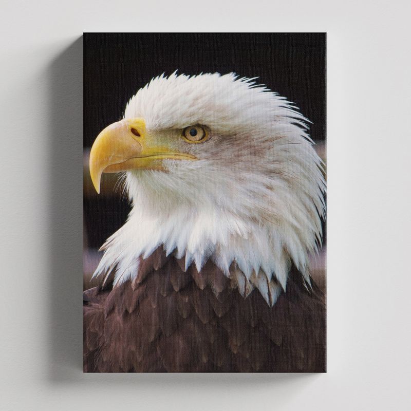 TAYRONA STORE - Cuadros Retablo Animales Aguilas 006 - 35x50cm