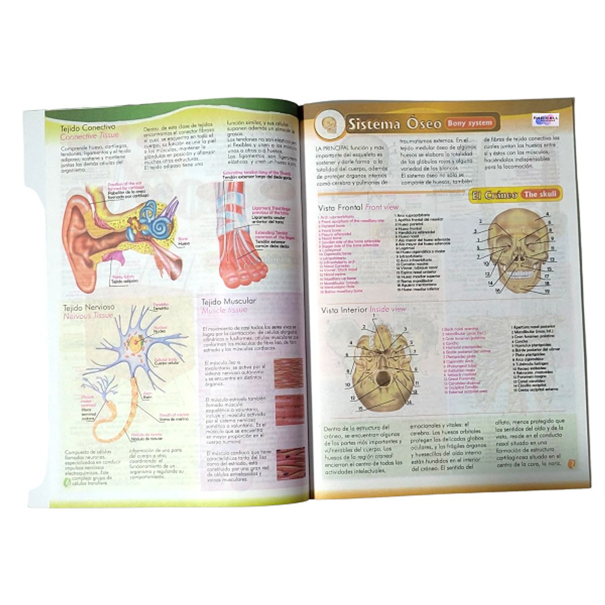GENERICO - Atlas Anatomía Humana Inglés Español