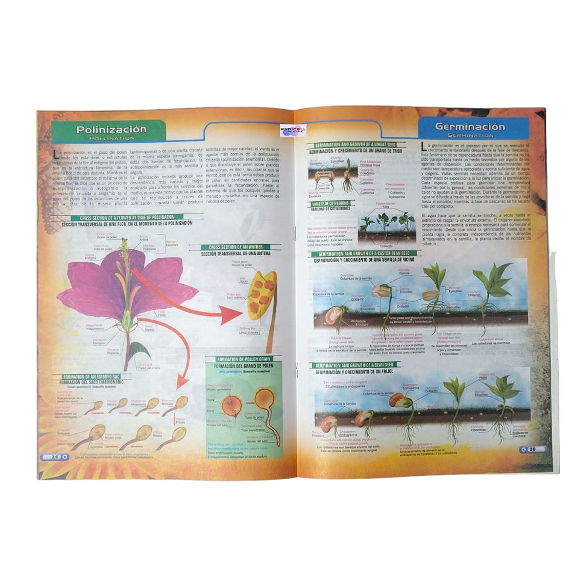 GENERICO - Atlas Biología Anatomía Botánica Zoología Inglés Español