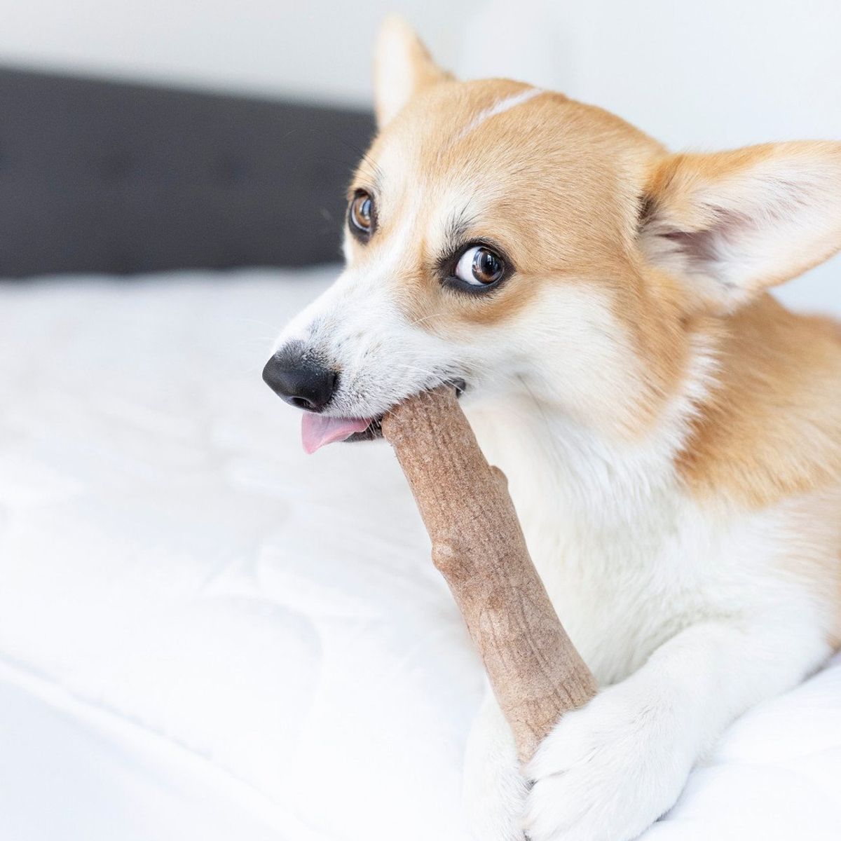 PETSTAGES - Dogwood - Palo de Madera Juguete Mordedero Perro talla M