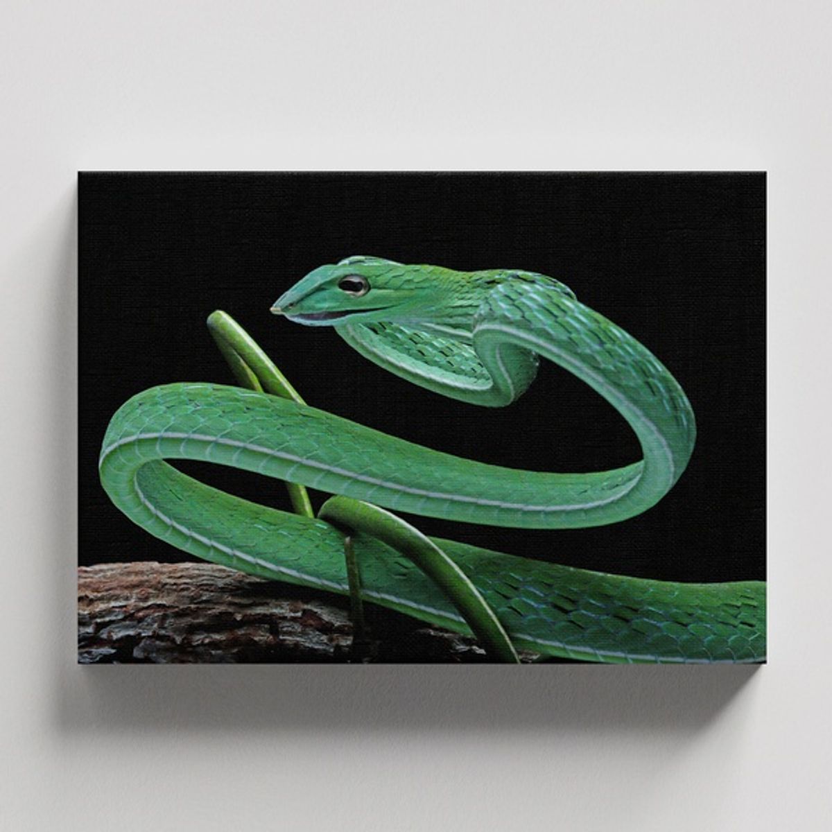 TAYRONA STORE - Cuadros Retablo Animales Serpientes 007 - 50x35cm