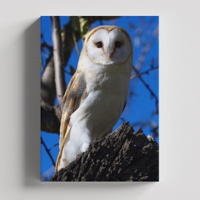 TAYRONA STORE - Cuadros Retablo Animales Buhos 037 - 35x50cm