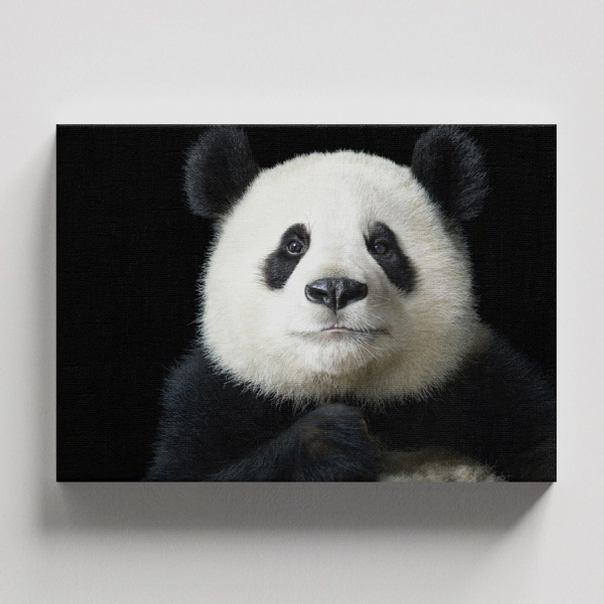 TAYRONA STORE - Cuadros Retablo Animales Pandas 008 - 50x35cm