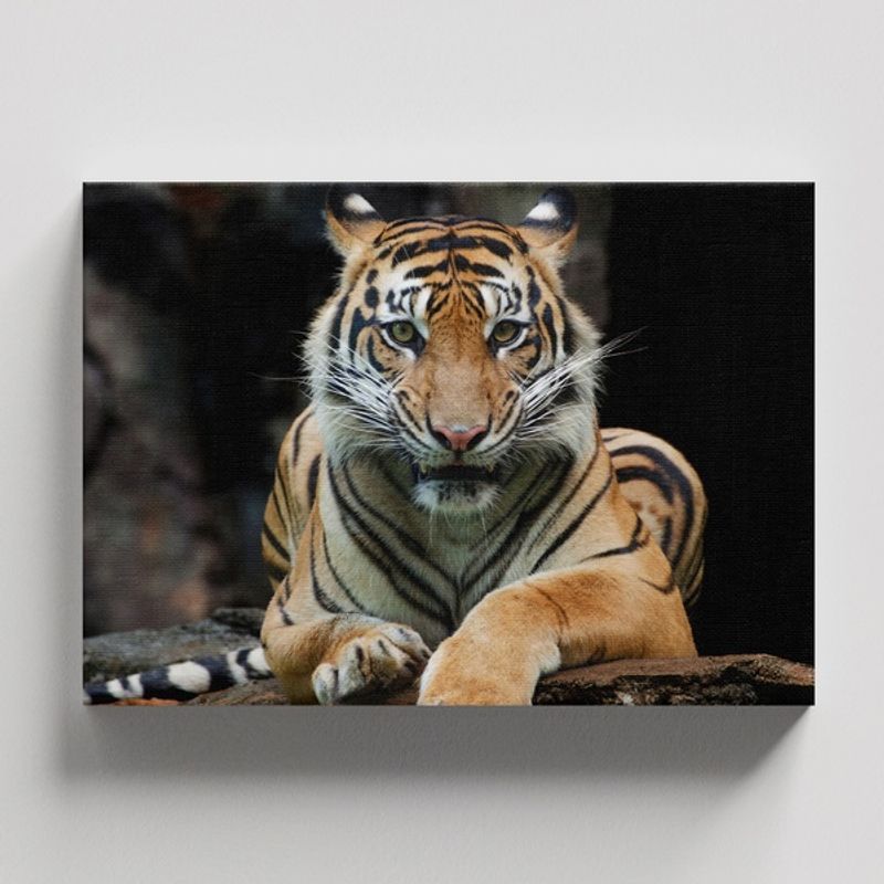 TAYRONA STORE - Cuadros Retablo Animales Tigres Colores 197 - 50x35cm