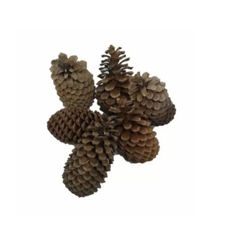 GENERICO - Piñas De Pino Natural X 6 Unidades