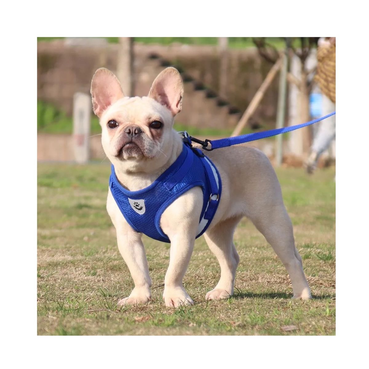 KIDSHOP - Correa De Pecho Mascotas Arnes Seguridad L Azul