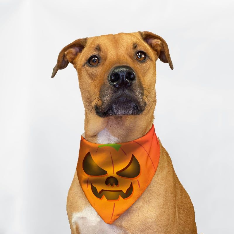 GENERICO - Pañoletas de Halloween para Mascotas Talla XL- Calabaza