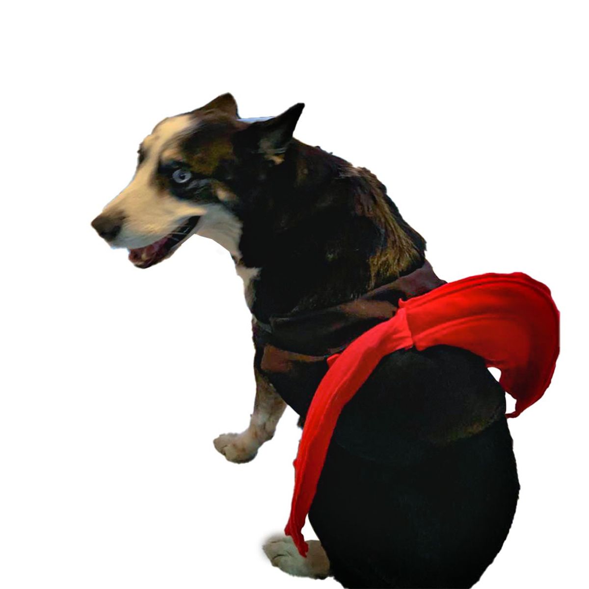 AMERICO SHOP - Disfraz de Mascota para Perro Grande Diablito Talla 5XL