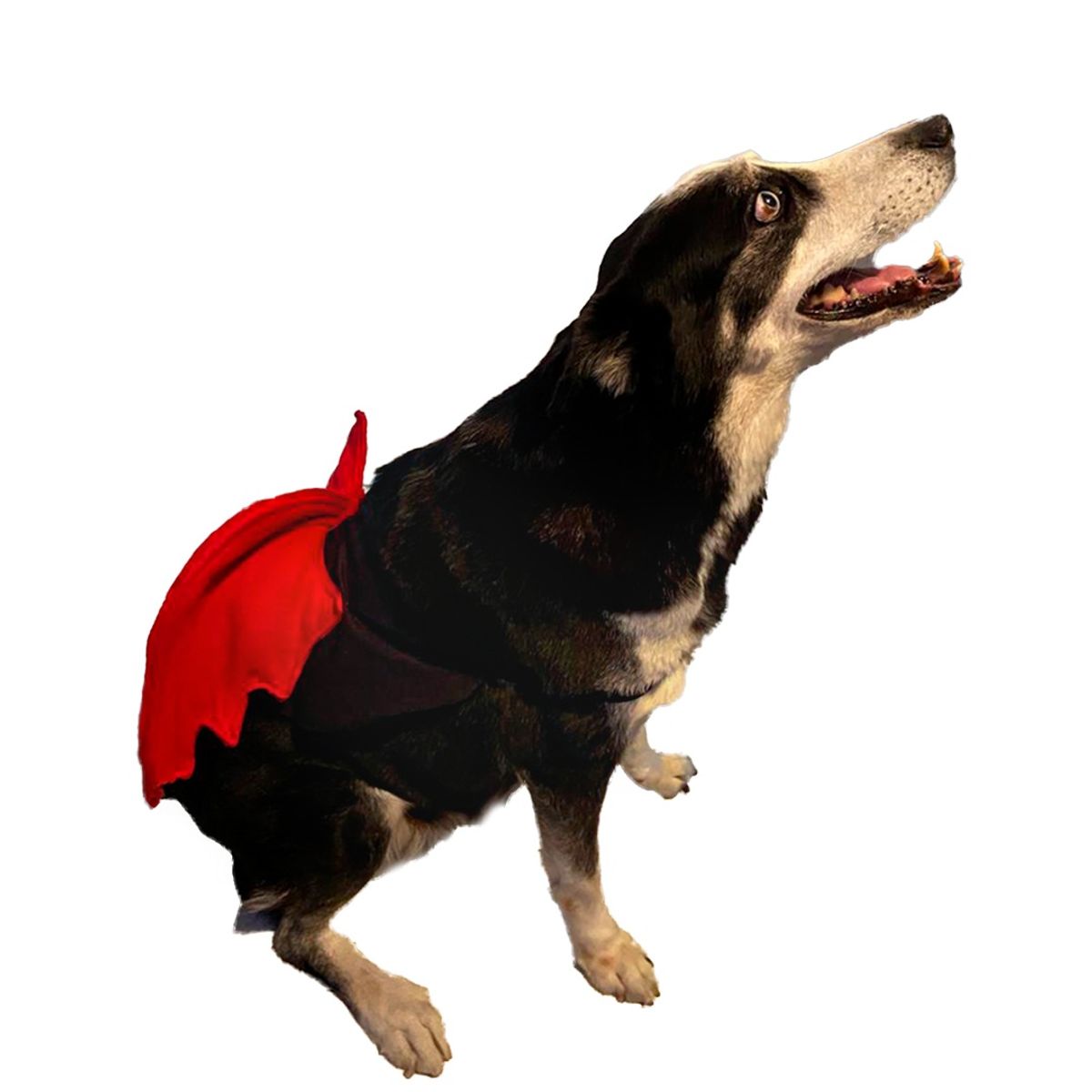 AMERICO SHOP - Disfraz de Mascota para Perro Grande Diablito Talla 5XL