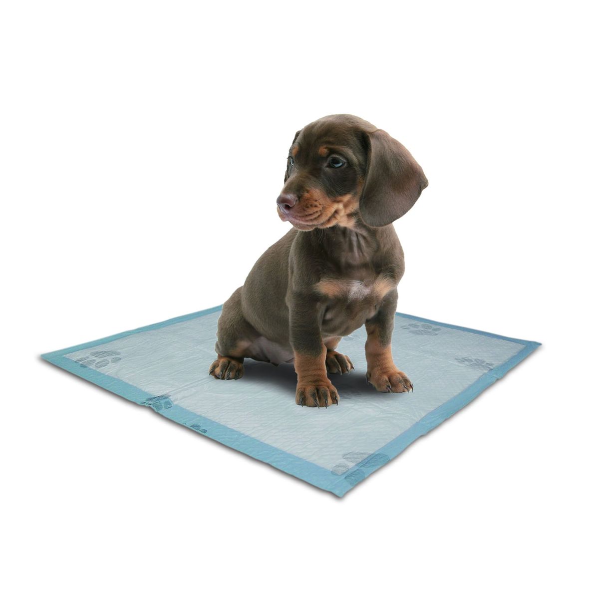 HALLY PET - Tapete entrenador Talla L por 60 und para perros 60cm x 60cm