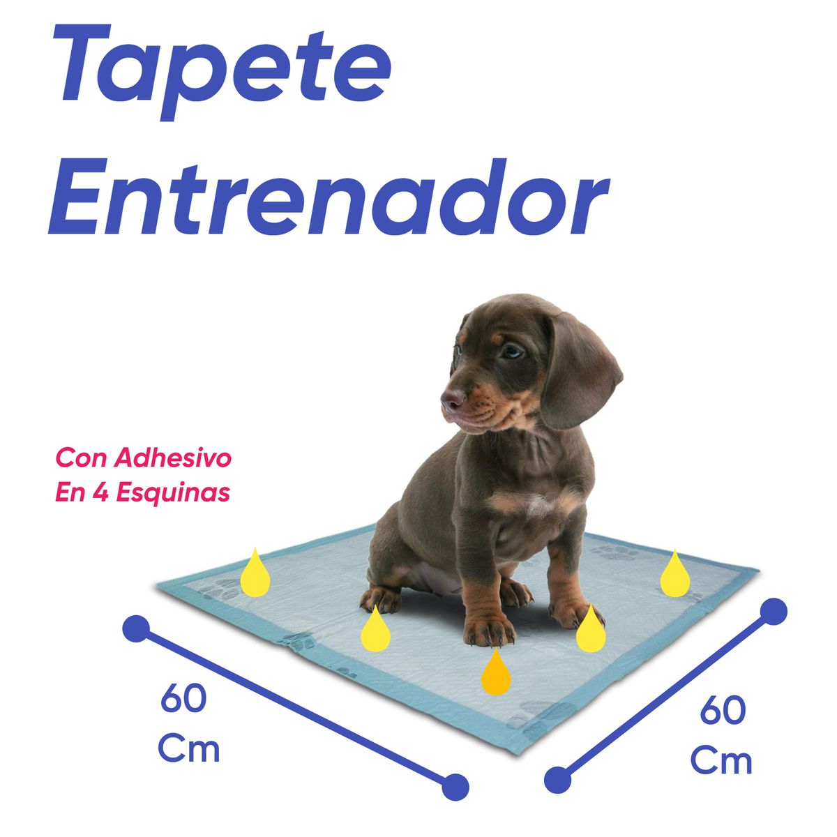 HALLY PET - Tapete entrenador talla L 60 und con adhesivo 60x60