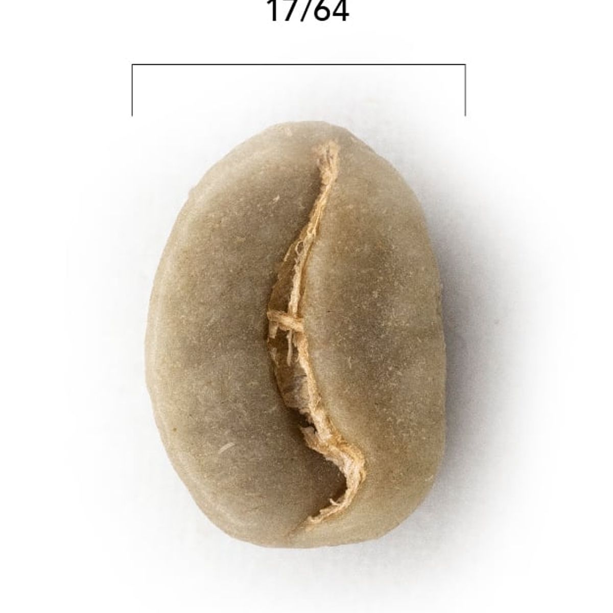 CAFE GLOMAR - Café Verde Supremo +17 X 1kg