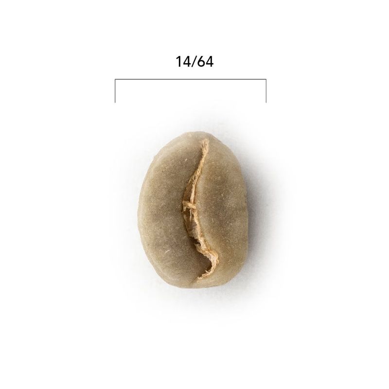 CAFE GLOMAR - Café Verde Ugq +14 X 1 Kg