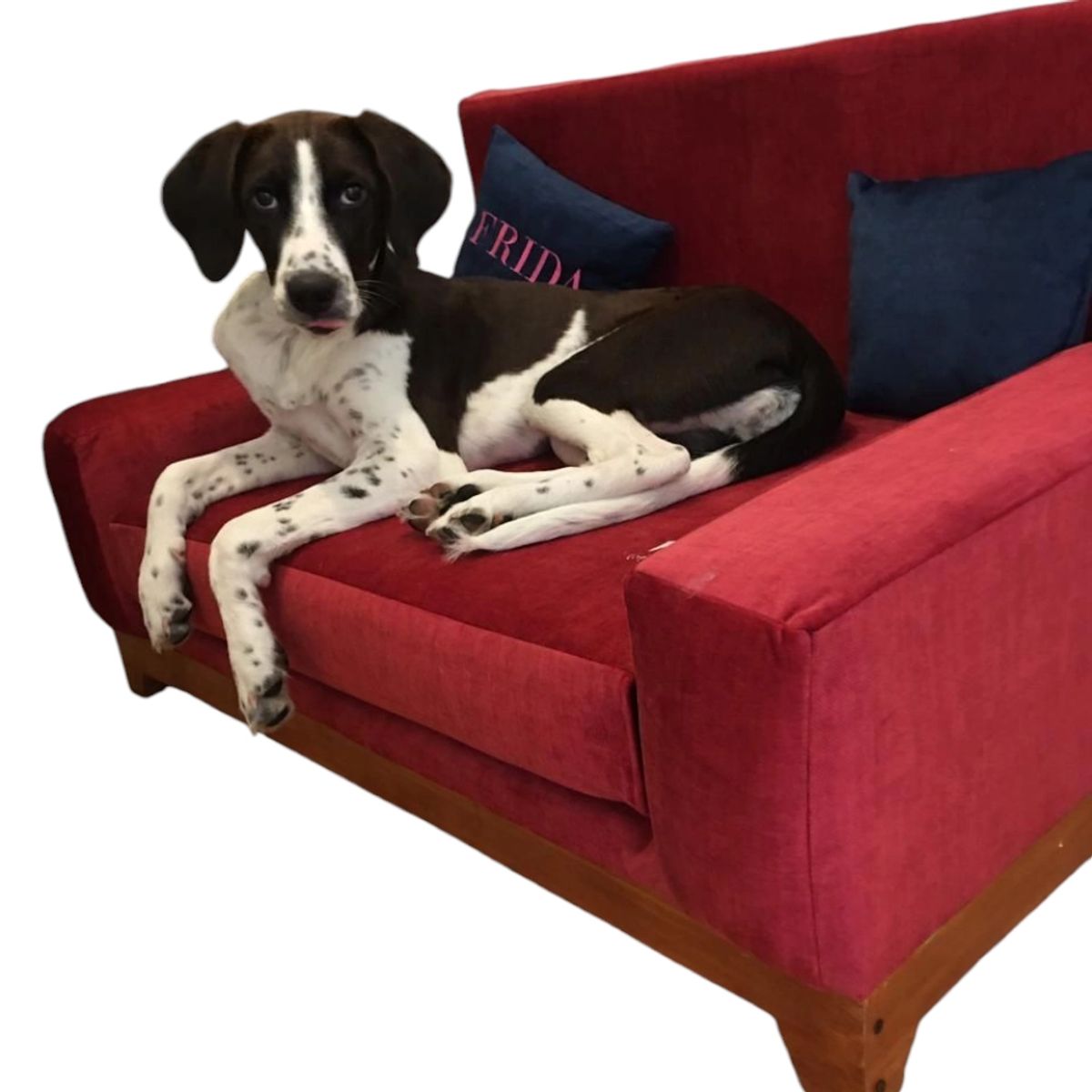 GENERICO - Sofá para Mascotas Modelo Classic XXL - ConSentido Diseño