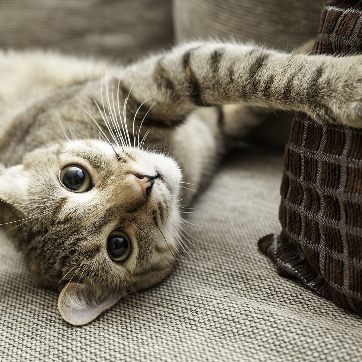 DIAMOND NATURALS - Diamond Naturals Alimento para Felinos de Interior 816kg
