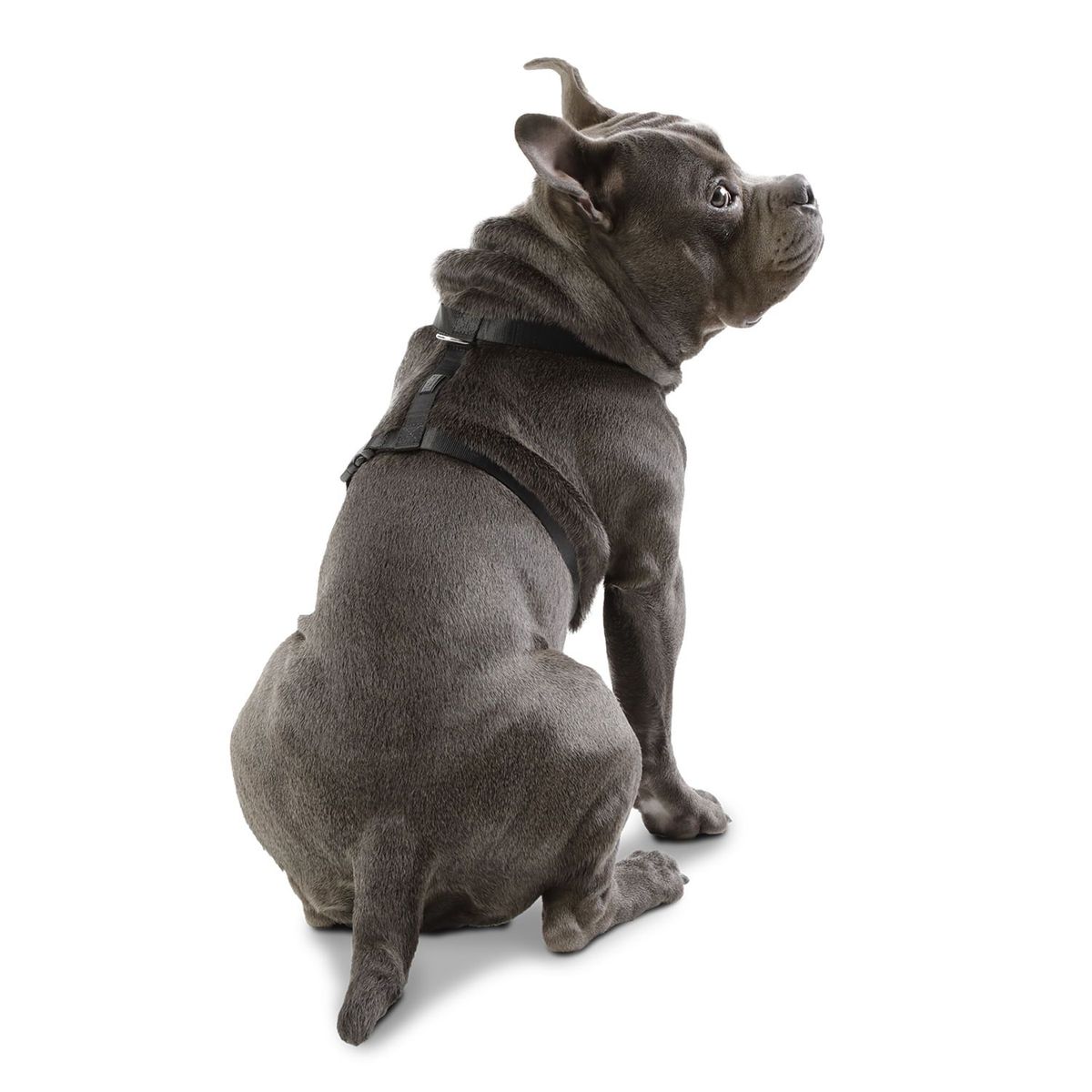 TOTTO - Arnes De Caminata Figgo