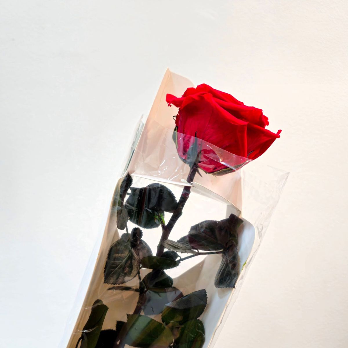 ROSE - Rosa preservada natural rojo