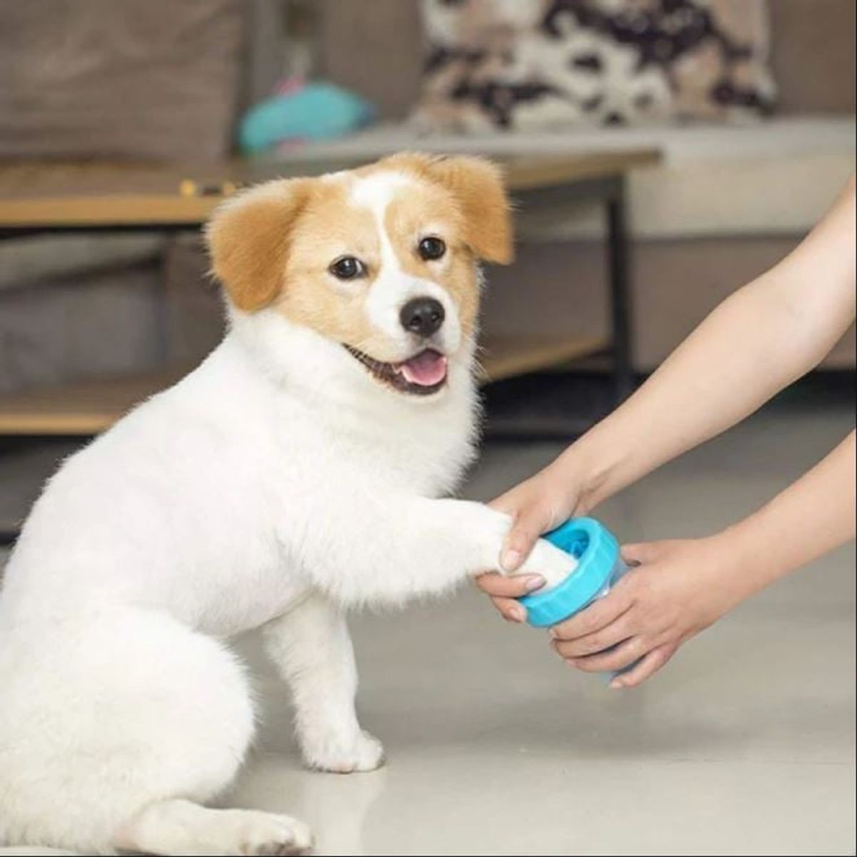 GENERICO - Limpiador de Patas para Razas Pequeñas Azul