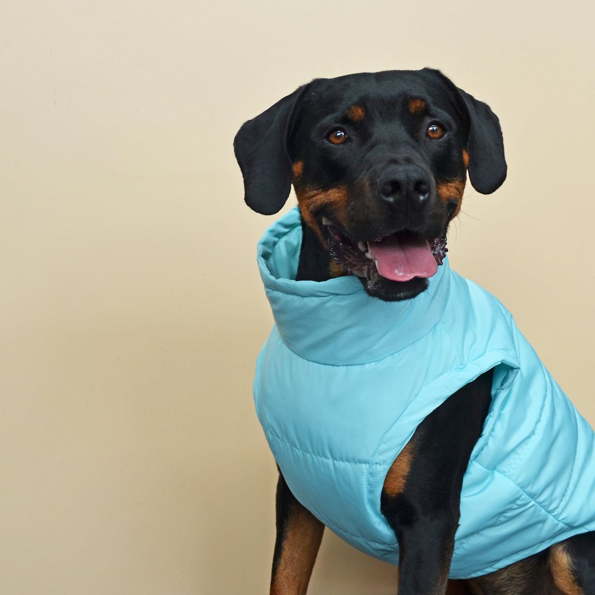 WAWAW - Chaleco XS celeste cremallera azul