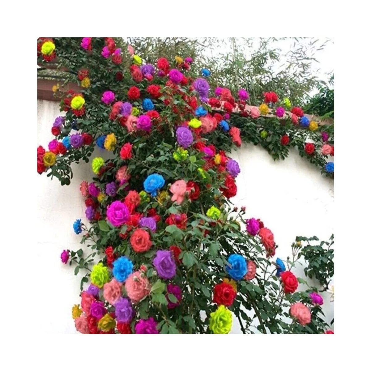GENERICO - Semillas de Rosas Enredaderas Exóticas Color Mixto