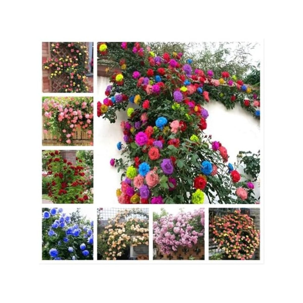 GENERICO - Semillas de Rosas Enredaderas Exóticas Color Mixto