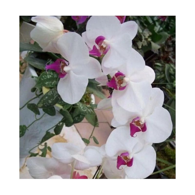 GENERICO - Semillas de Orquídeas Exóticas Blancas-Rosadas