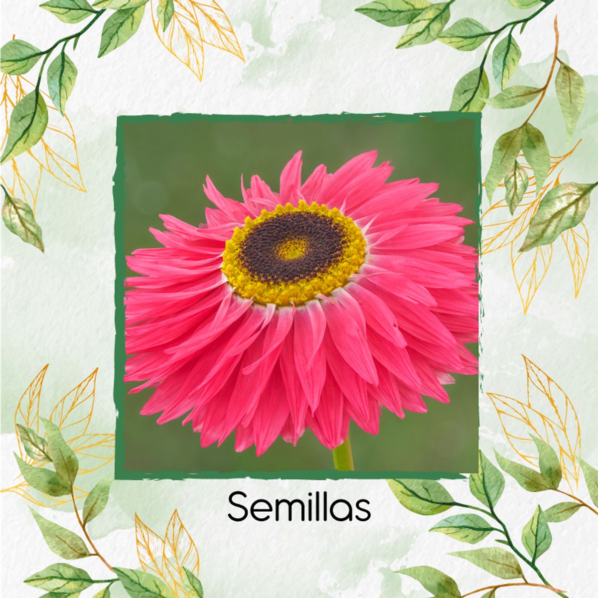 GENERICO - 50 Semillas Orgánicas De Flor Acrolinio Inmortal
