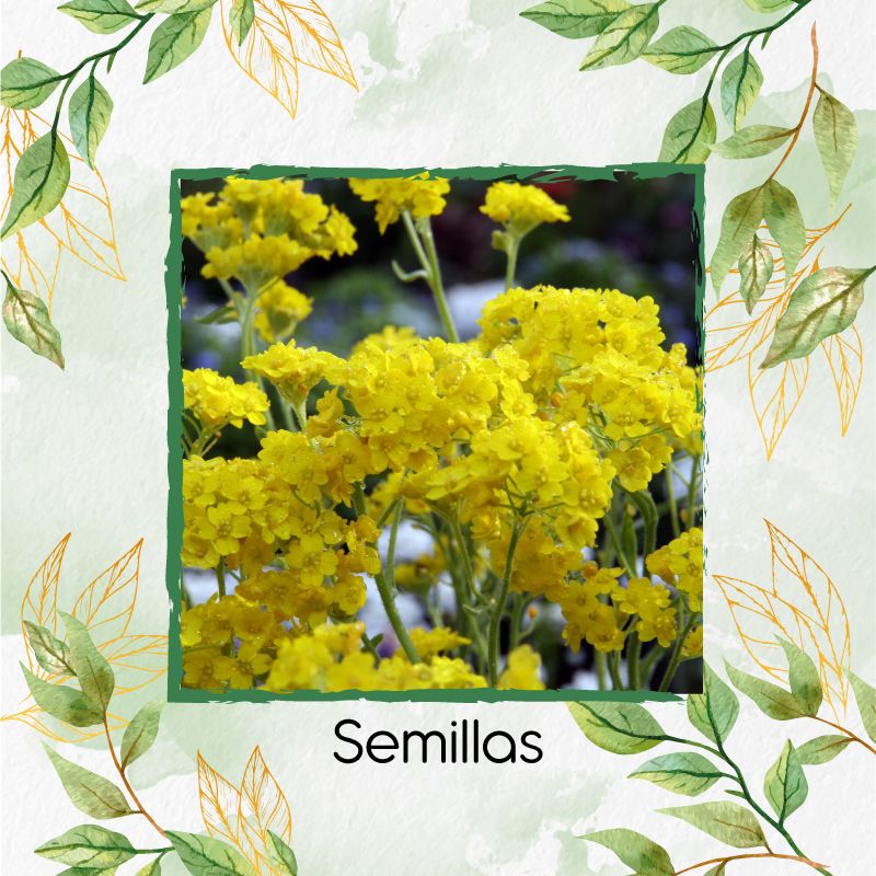 GENERICO - 25 Semillas Orgánicas De Flor Aliso Amarillo