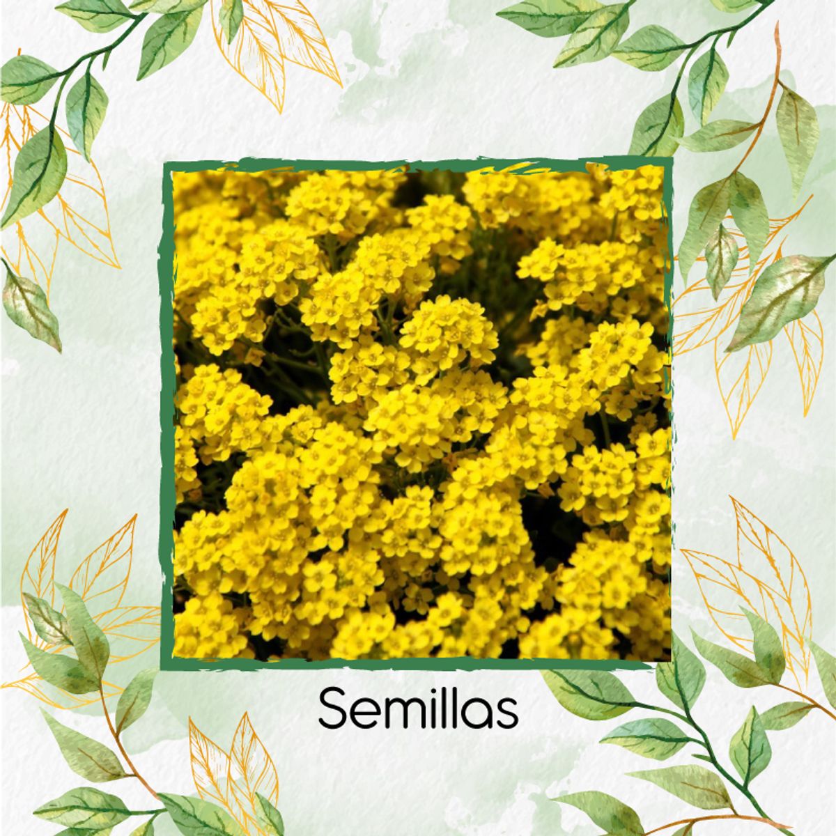 GENERICO - 25 Semillas Orgánicas De Flor Aliso Amarillo