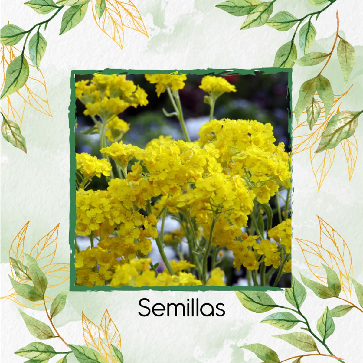 GENERICO - 50 Semillas Orgánicas De Flor Aliso Amarillo