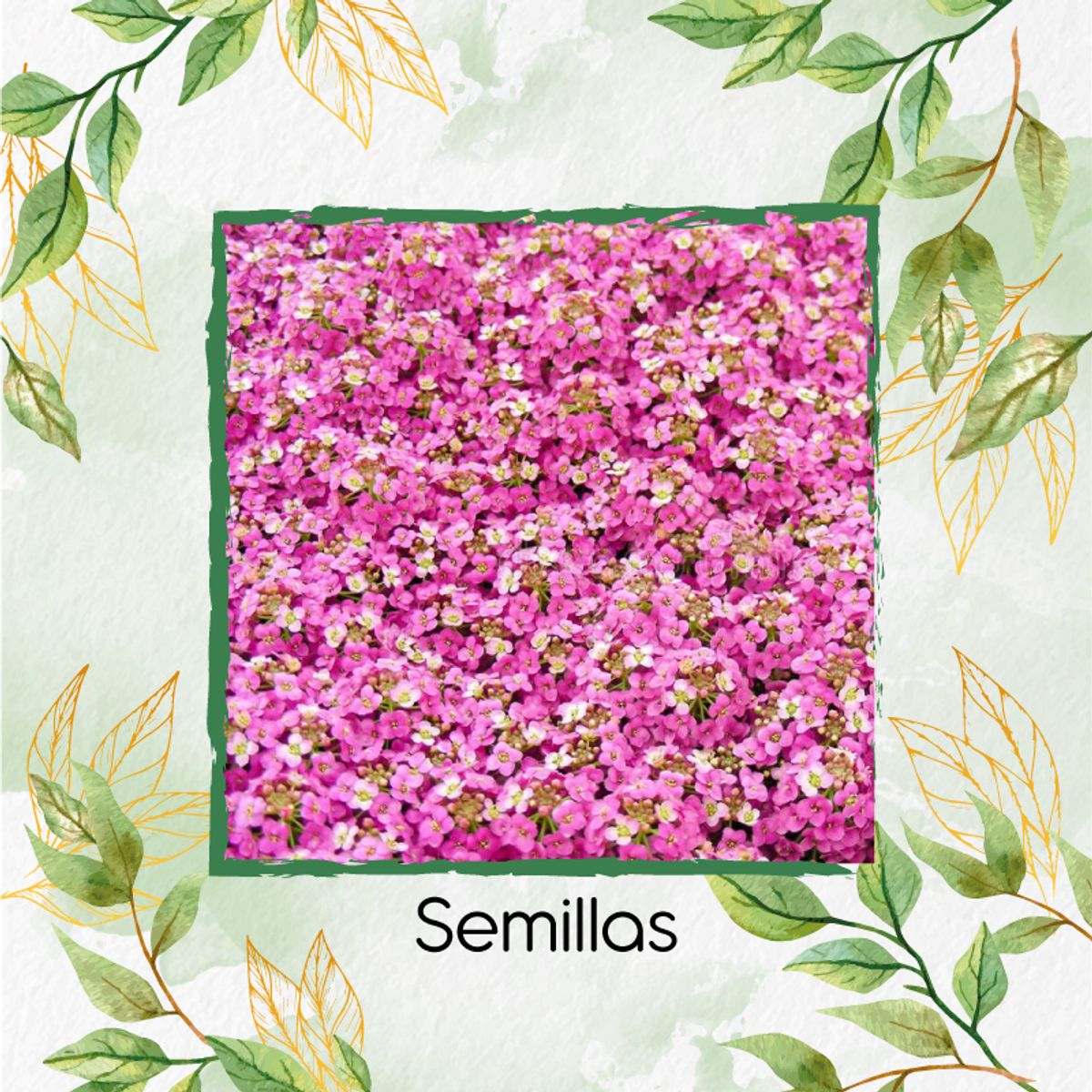 GENERICO - 1.000 Semillas Orgánicas De Flor De Aliso Rosa