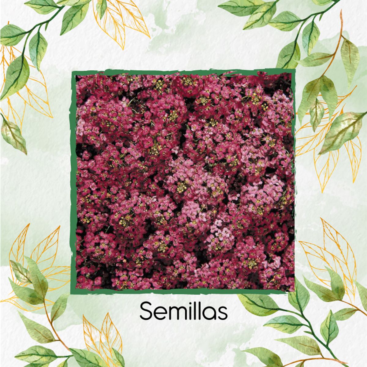 GENERICO - 4.000 Semillas Orgánicas De Flor De Aliso Rosa