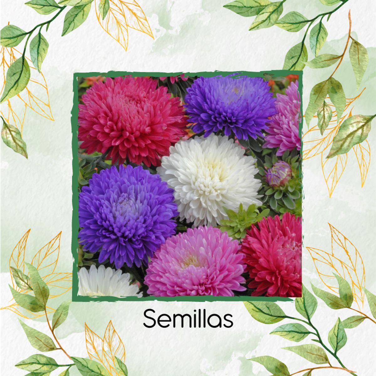 GENERICO - 50 Semillas Orgánicas De Flor Aster