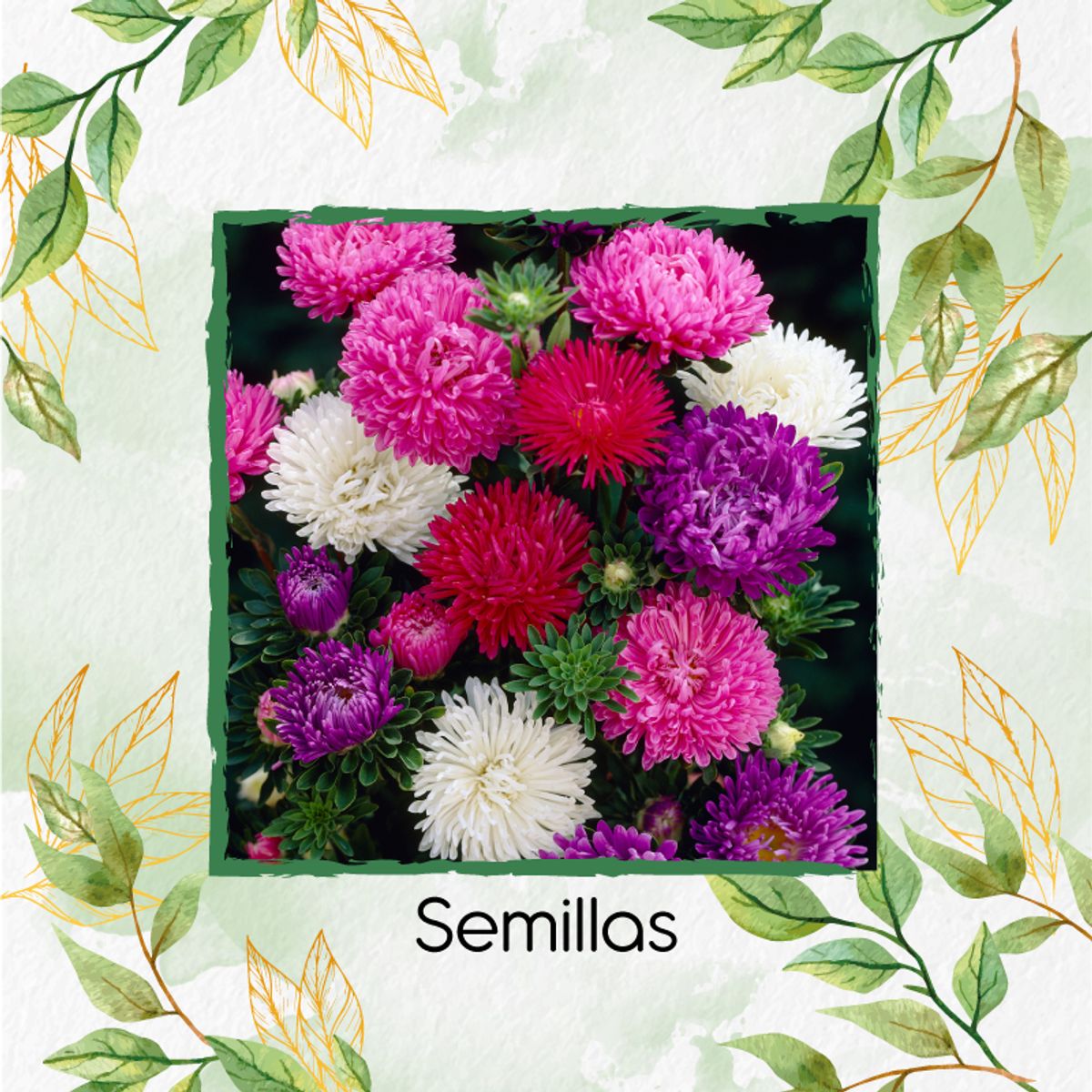 GENERICO - 2.000 Semillas Orgánicas De Flor Aster