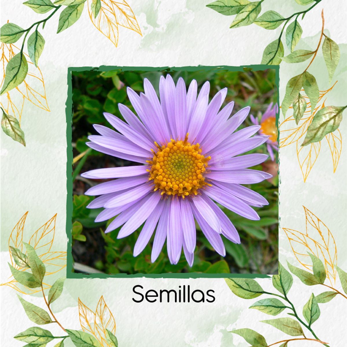 GENERICO - 1.200 Semillas Orgánicas De Flor Aster Alpinus