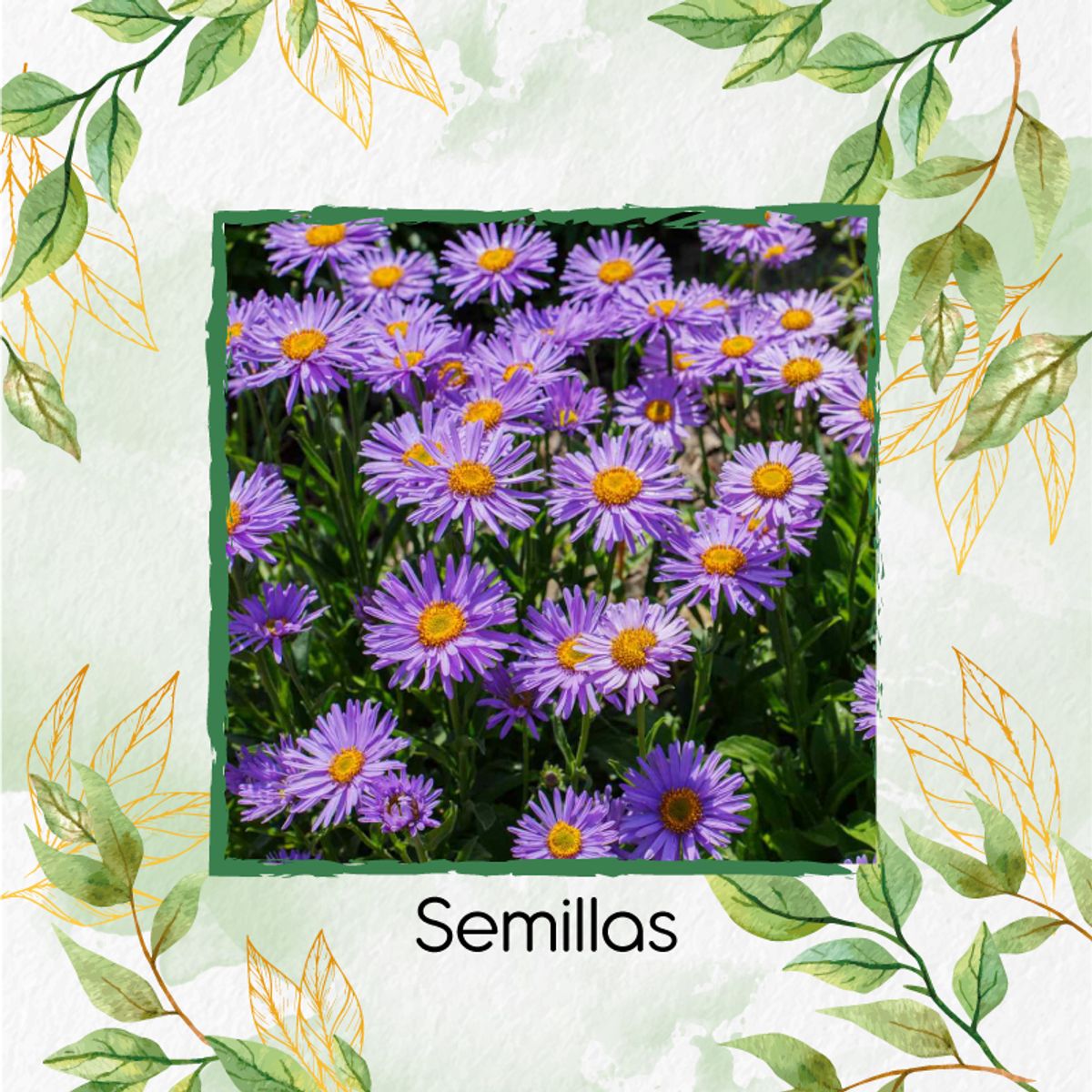 GENERICO - 1.200 Semillas Orgánicas De Flor Aster Alpinus