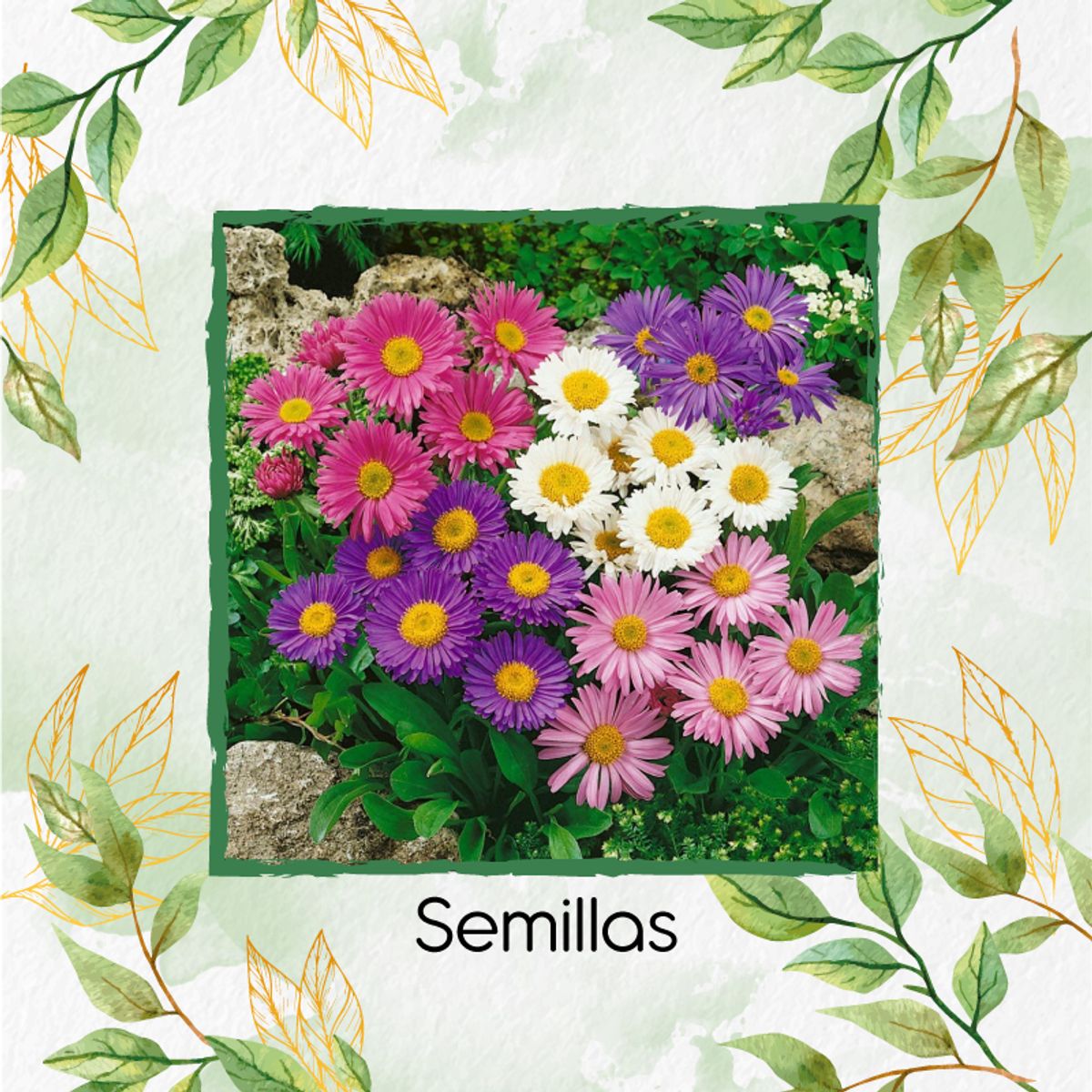 GENERICO - 2.600 Semillas Orgánicas De Flor Aster Arco Iris