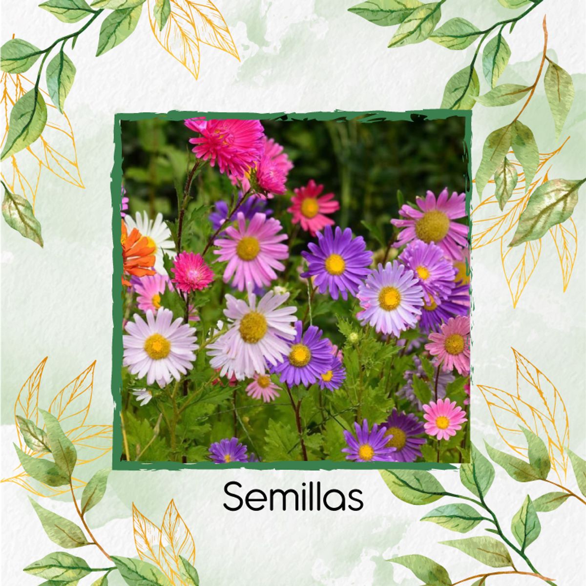 GENERICO - 2.600 Semillas Orgánicas De Flor Aster Arco Iris