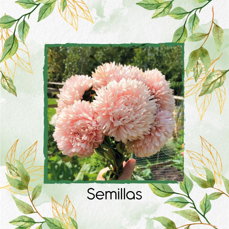 GENERICO - 400 Semillas Orgánicas De Flor Aster Chino