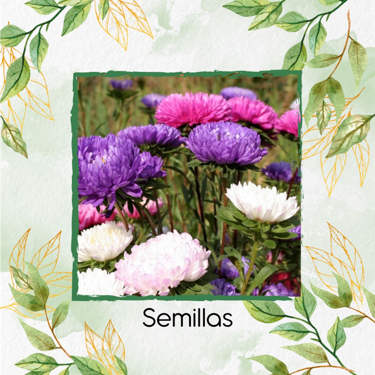 GENERICO - 100 Semillas Orgánicas De Flor Aster Gigante De California