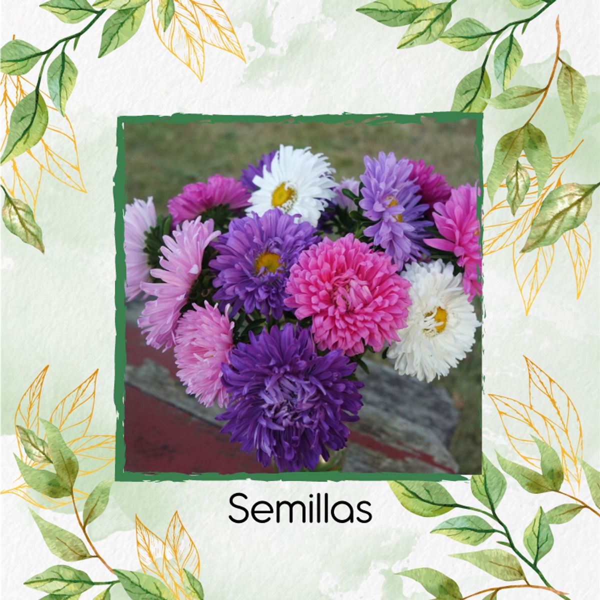 GENERICO - 2.000 Semillas Orgánicas De Flor Aster Gigante De California
