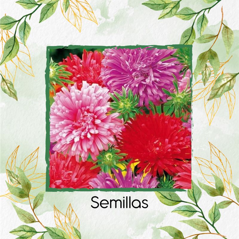 GENERICO - 280 Semillas Orgánicas De Flor Aster Pluma De Avestruz
