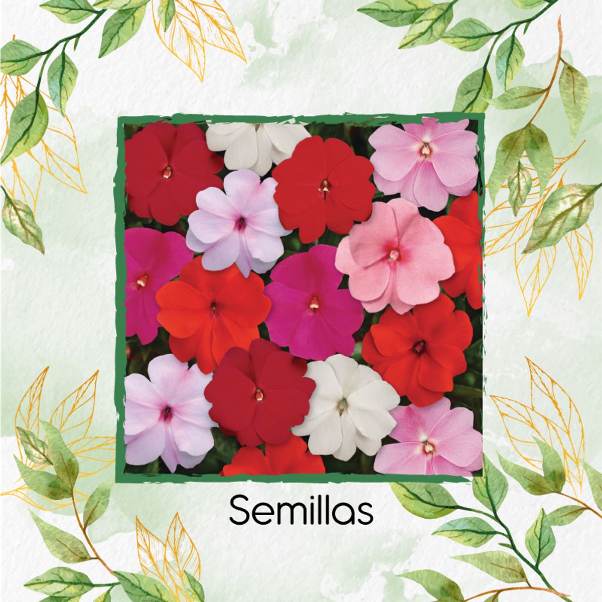 GENERICO - 50 Semillas Orgánicas De Flor Besitos