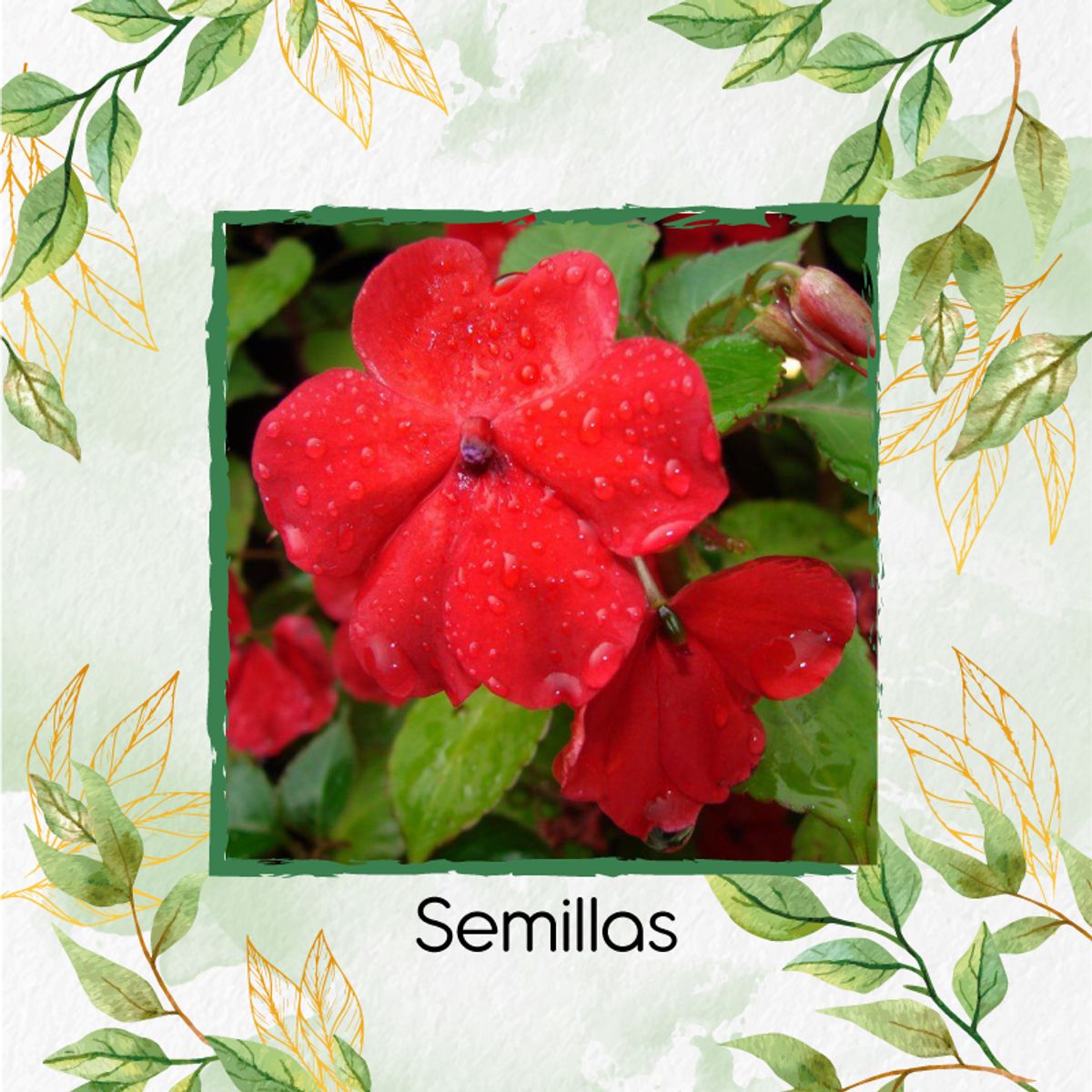 GENERICO - 50 Semillas Orgánicas De Flor Besitos