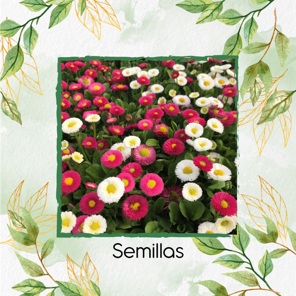 GENERICO - 600 Semillas Orgánicas De Flor Bellis Margarita