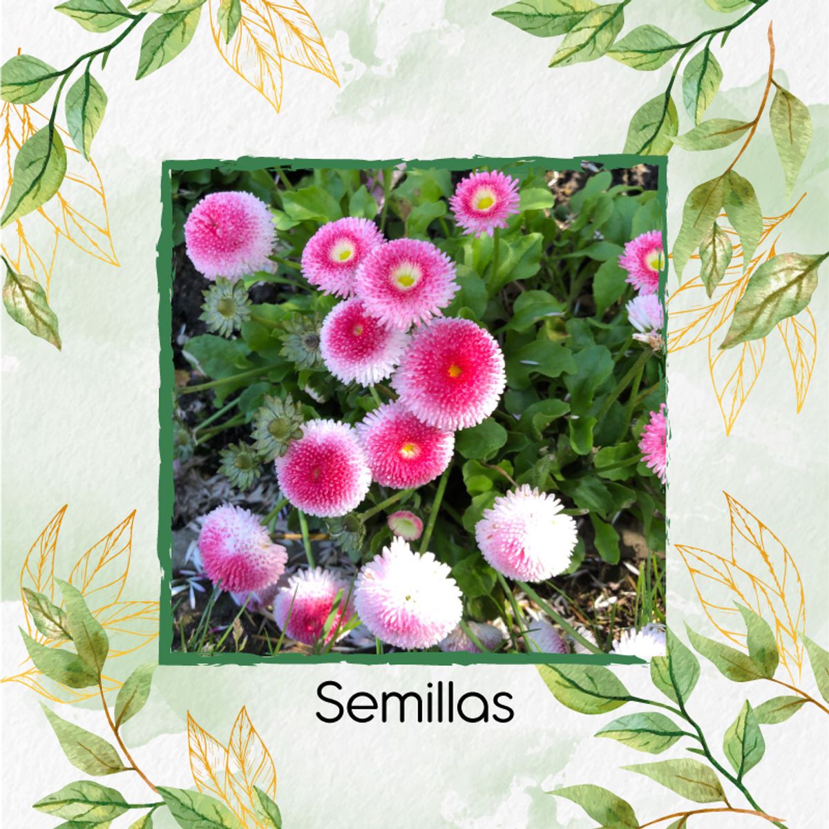 GENERICO - 600 Semillas Orgánicas De Flor Bellis Margarita