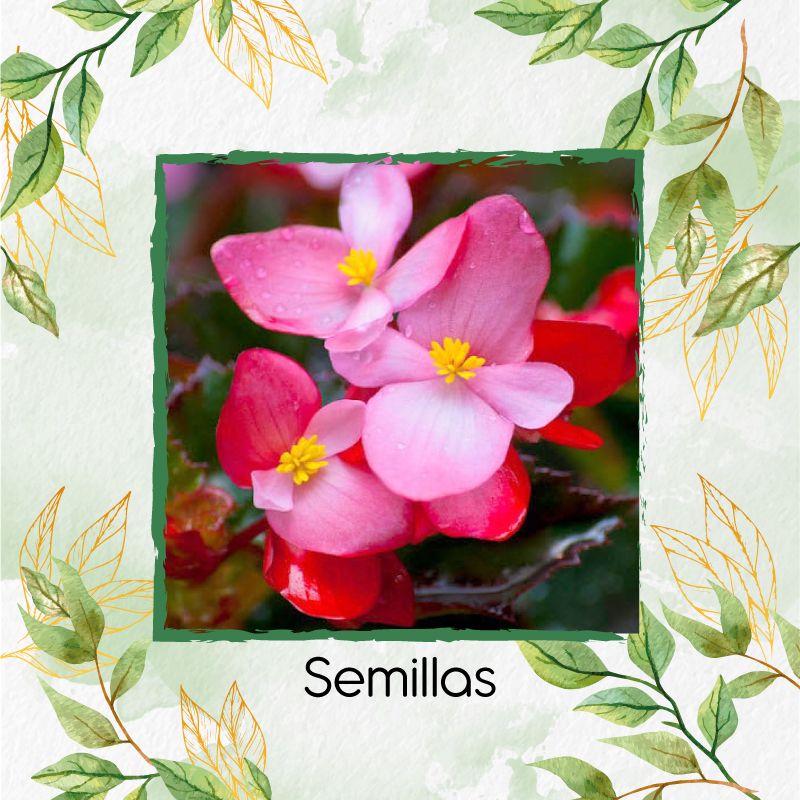 GENERICO - 1.600 Semillas Orgánicas De Flor Begonia